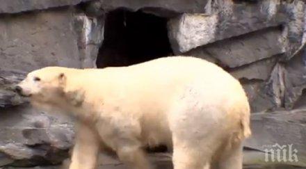 полярно мече предизвика сензация берлинска зоологическа градина видео