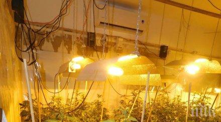 спецакция габрово разбиха високо технологична оранжерия