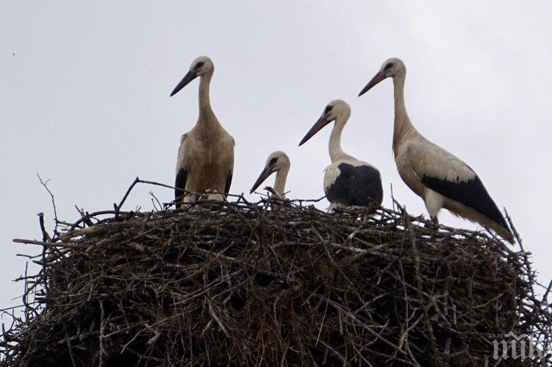 Монтират 900 платформи за повдигане на щъркелови гнезда