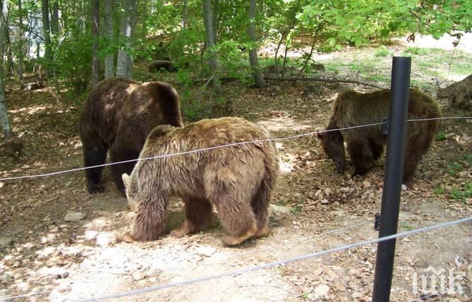 Мечките в Белица стават от сън до дни