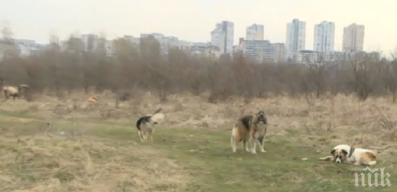 ВНИМАНИЕ: Оглеждайте се на всички страни във Въртопо! Кучета и подивял козел нападат в столичния парк