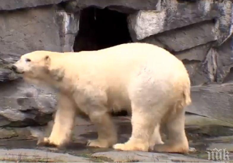 Полярно мече предизвика сензация в берлинска зоологическа градина (ВИДЕО)