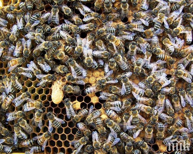 Ексцентричен пчелар се снима гол с кошерите си