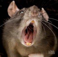 Суматоха в русенски блок - плъх спря тока на сградата