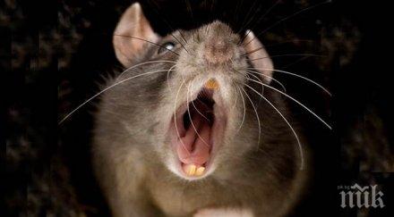 суматоха русенски блок плъх спря тока сградата