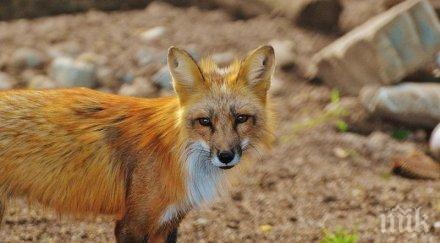 ваксинират дивите животни нас самолета