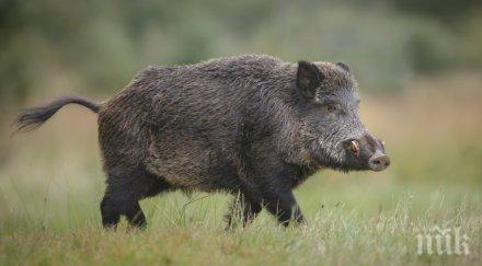 потвърдиха случая африканска чума свинете нас