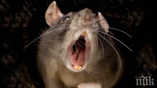 Суматоха в русенски блок - плъх спря тока на сградата