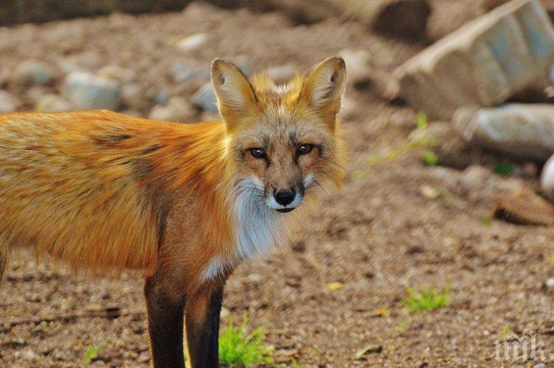 Ваксинират дивите животни у нас от 12 самолета