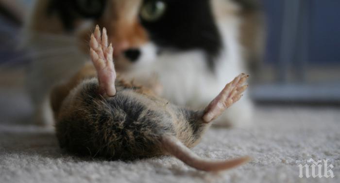 НАПАСТ: Плъхове и мишки се прескачат по улиците и мазетата във Варна