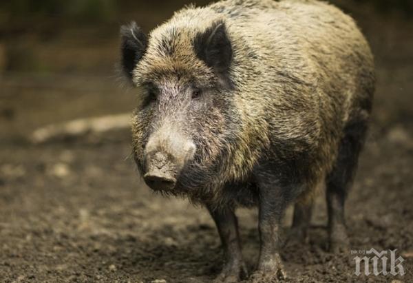 Нови четири случая на африканска чума по дивите свине в Добричко