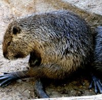 Бобър прегриза оптичен кабел и прекъсна интернета в щата Ню Мексико