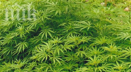 откриха дрога черноморието