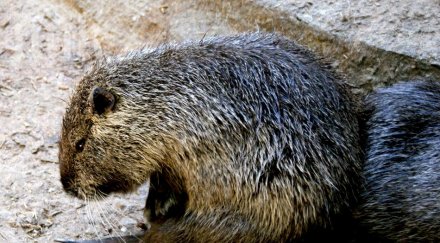 бобър прегриза оптичен кабел прекъсна интернета щата мексико