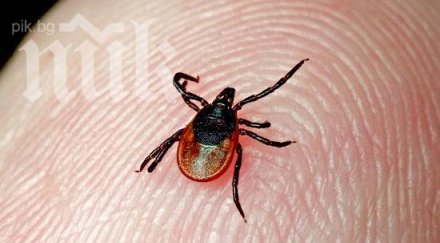 два случая смъртоносната кримска хеморогична треска кърджали