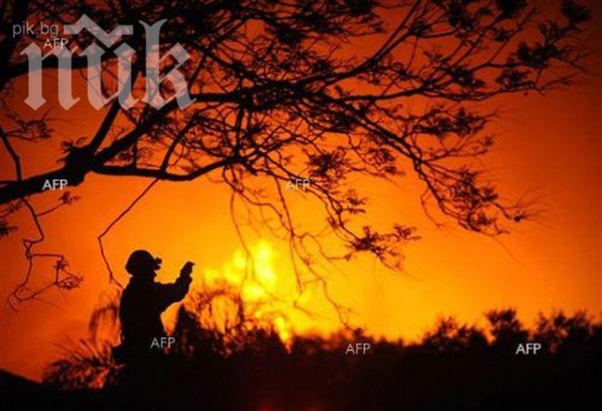 Голям горски пожар изпепели стотици декари гора в Западна Турция 