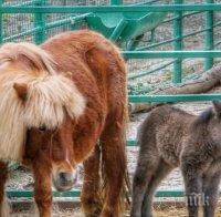 Щастие във варненския зоопарк на Благовещение: Роди се шотландско пони (СНИМКИ)