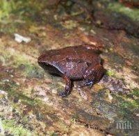 ИЗНЕНАДА: В Мадагаскар откриха пет нови вида жаби