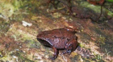 изненада мадагаскар откриха пет вида жаби