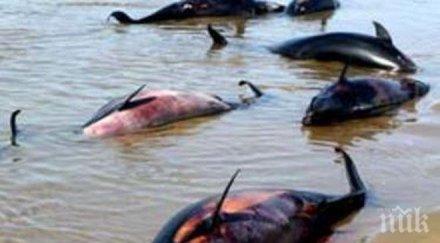ужас 1100 делфина открити мъртви френския атлантически бряг