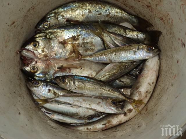 Опасно: Намаляват рибните запаси в Черно море