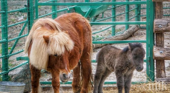 Щастие във варненския зоопарк на Благовещение: Роди се шотландско пони (СНИМКИ)