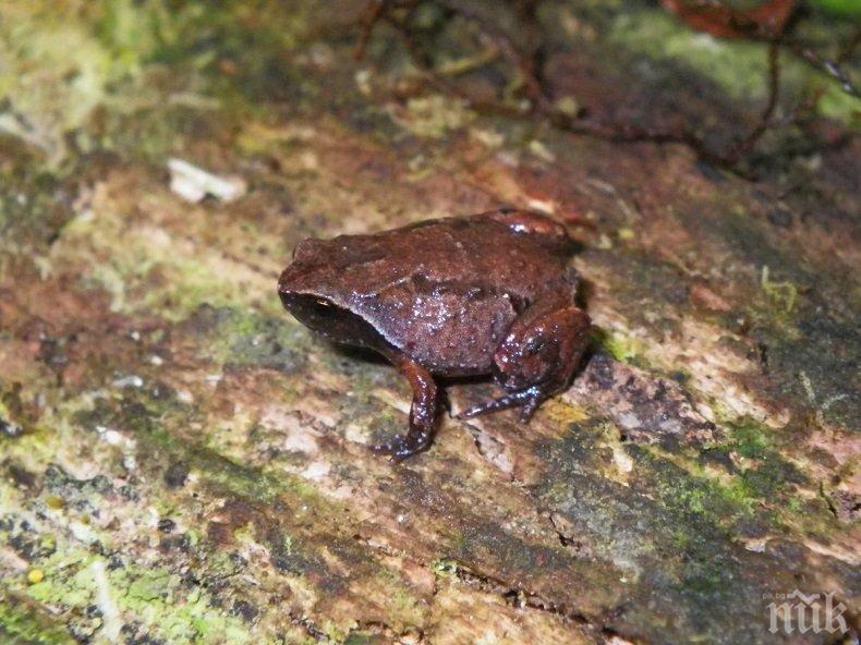 ИЗНЕНАДА: В Мадагаскар откриха пет нови вида жаби