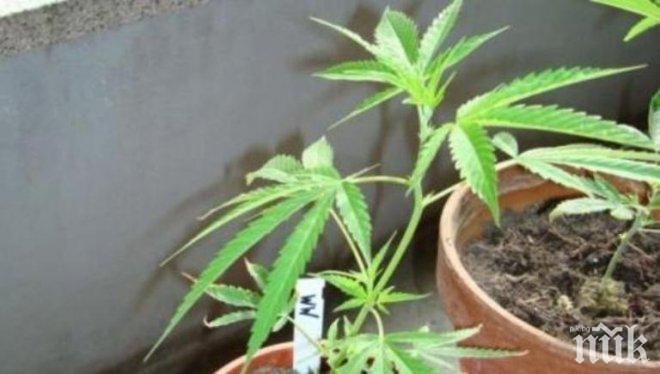 Спипаха бургазлия със 150 грама марихуана
