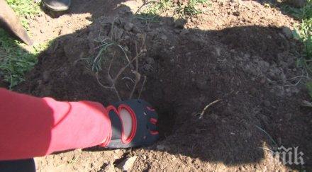 залесяват декара язовир тича