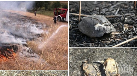 животни изгарят живи страшни мъки запалени треви стърнища ужасяващи снимки