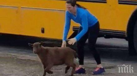 хит мрежата изхвърлиха нахално козле училищен автобус вижте танго драпа вози децата забавно видео