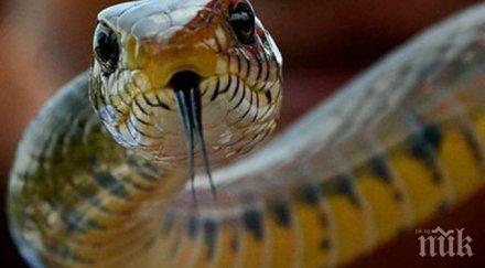 зоната здрача морските змии подобриха рекорда гмуркане