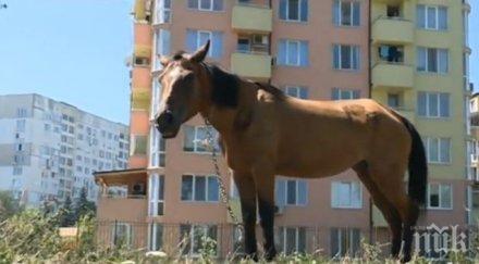трагедия коне стъпкаха смърт годишен мъж