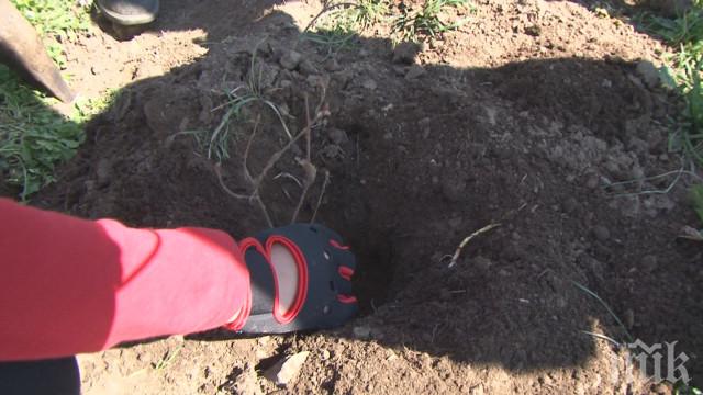 Залесяват 70 декара край язовир Тича