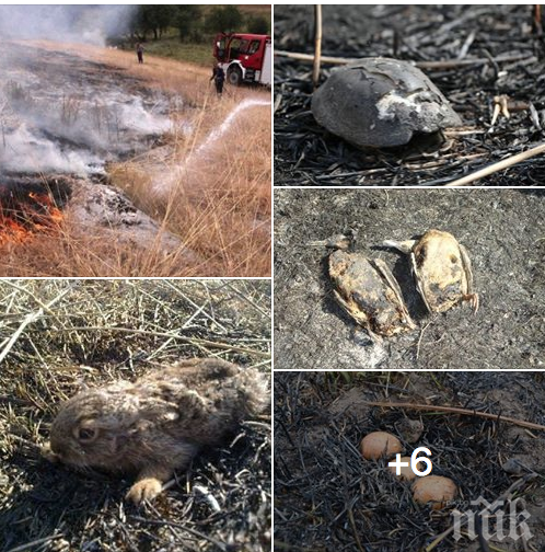 Животни изгарят живи в страшни мъки в запалени треви и стърнища (УЖАСЯВАЩИ СНИМКИ)