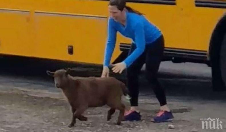 ХИТ В МРЕЖАТА: Изхвърлиха нахално козле от училищен автобус - вижте как Танго драпа да се вози с децата (ЗАБАВНО ВИДЕО)