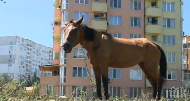 Безстопанствени коне изскочиха на шосето над Пещера, глобяват собствениците