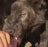 Канадски вълк нахапа жестоко 8-годишно дете