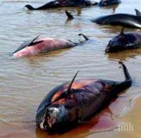 Откриха мъртви делфини в Егейско море
