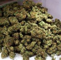 Над 100 килограма марихуана са открити при опит за контрабанда на Калотина (СНИМКИ)