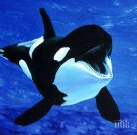 Русия пуска на свобода 100 косатки и белуги (ВИДЕО)