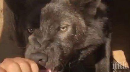 канадски вълк нахапа жестоко годишно дете