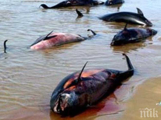 Откриха мъртви делфини в Егейско море