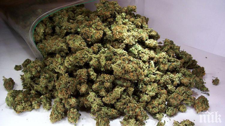 ПЪРВО В ПИК: Грандиозен удар на Калотина - спипаха ТИР с 1,5 тона марихуана 
