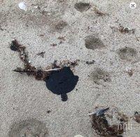 Плажната ивица на курорта Албена покафеня, водата е замърсена с нефтени продукти (СНИМКА)