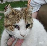 Садист ослепи коте след бой по главата 