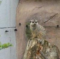 Столичният зоопарк търси доброволци, които ще следят за нарушители