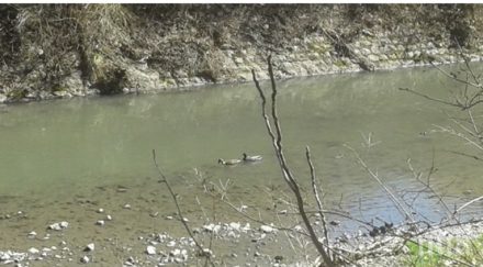 мазни петна носят струма ято патици предаде богу дух