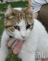 садист ослепи коте бой главата