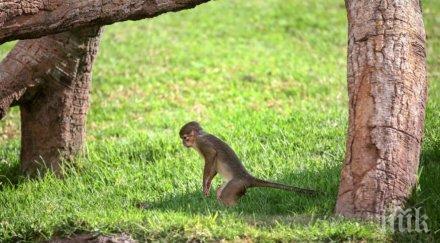 скандален опит китайски учени имплантираха човешки мозъчен ген маймуни